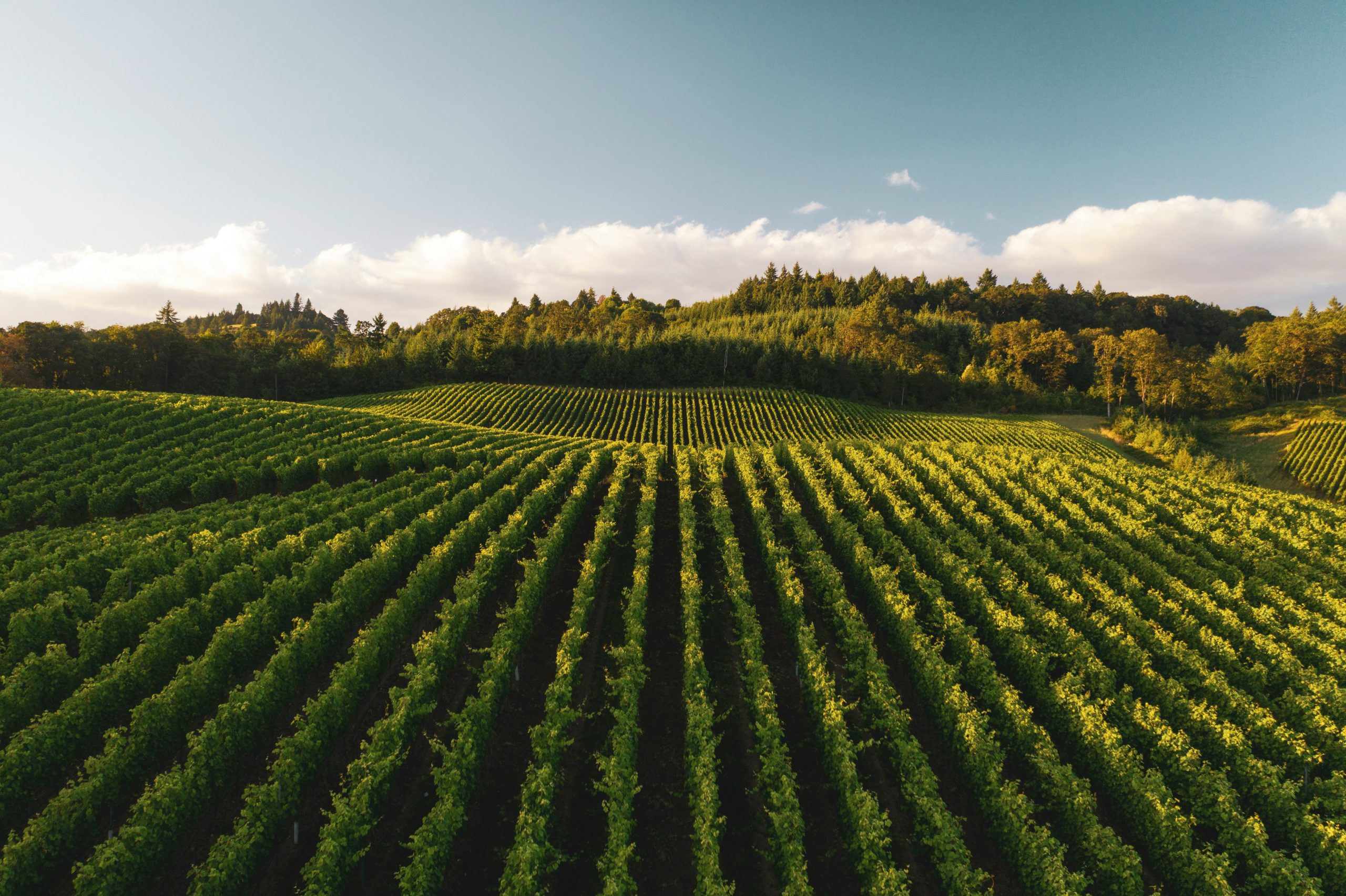 KIKA | Beyond the Green Label: A Guide to Marketing Organic Food & Beverages